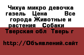 Чихуа микро девочка газель › Цена ­ 65 - Все города Животные и растения » Собаки   . Тверская обл.,Тверь г.